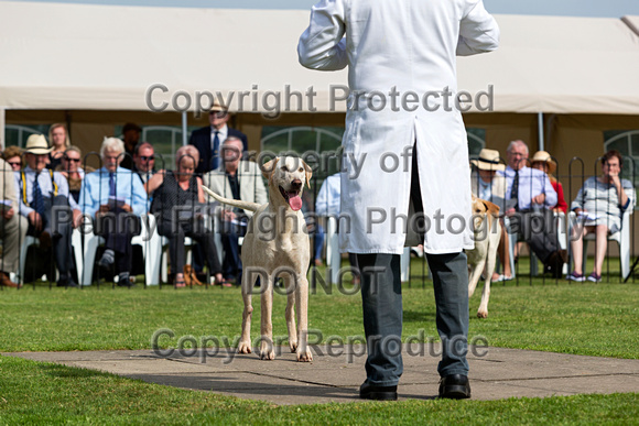Grove_and_Rufford_Puppy_Show_9th_June_2018_109