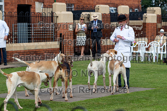 Grove_and_Rufford_Puppy_Show_9th_June_2018_042