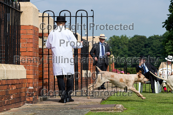 Grove_and_Rufford_Puppy_Show_9th_June_2018_064