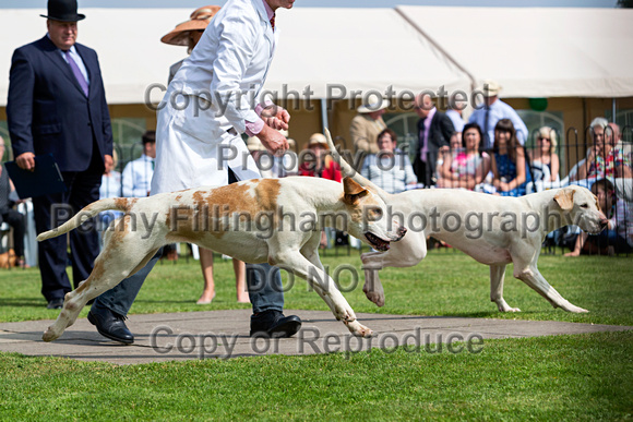 Grove_and_Rufford_Puppy_Show_9th_June_2018_059