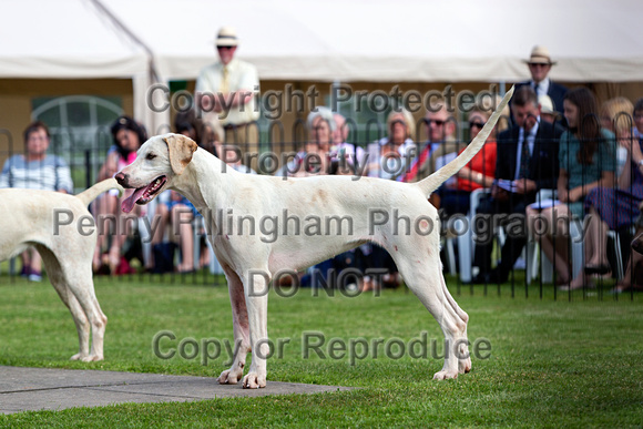 Grove_and_Rufford_Puppy_Show_9th_June_2018_106