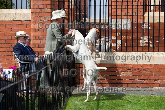Grove_and_Rufford_Puppy_Show_9th_June_2018_035