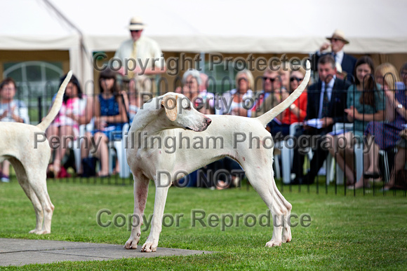 Grove_and_Rufford_Puppy_Show_9th_June_2018_105