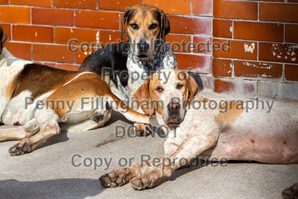 Grove_and_Rufford_Puppy_Show_9th_June_2018_132