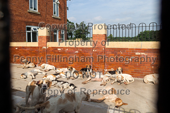 Grove_and_Rufford_Puppy_Show_9th_June_2018_128