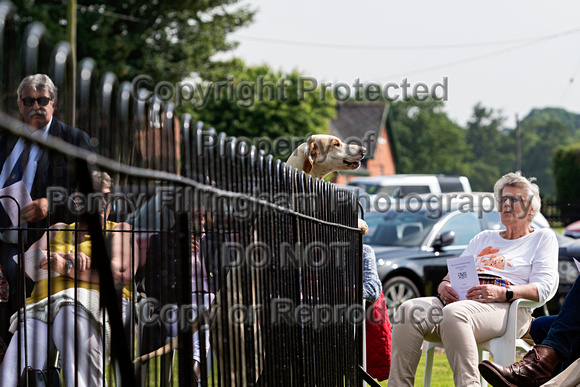 Grove_and_Rufford_Puppy_Show_9th_June_2018_071