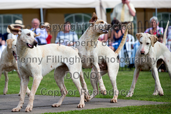 Grove_and_Rufford_Puppy_Show_9th_June_2018_104