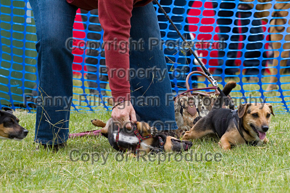 Dogs_Unleashed_Sat_Have_a_Go_22nd_June_2013_.0125