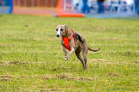 Dogs_Unleashed_Sat_Have_a_Go_22nd_June_2013_.0014