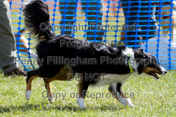 Dogs_Unleashed_Sat_Have_a_Go_22nd_June_2013_.1141