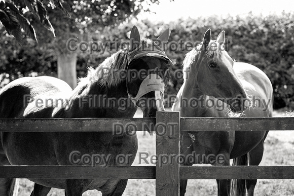 Grove_and_Rufford_Ride_Eakring_5th_July_2022_001
