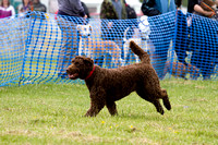 Dogs_Unleashed_Sat_Have_a_Go_22nd_June_2013_.0016