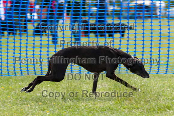 Dogs_Unleashed_Sat_Have_a_Go_22nd_June_2013_.1161