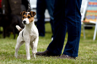 Cottesmore_Open_Day_Terriers_8th_June_2013_.016
