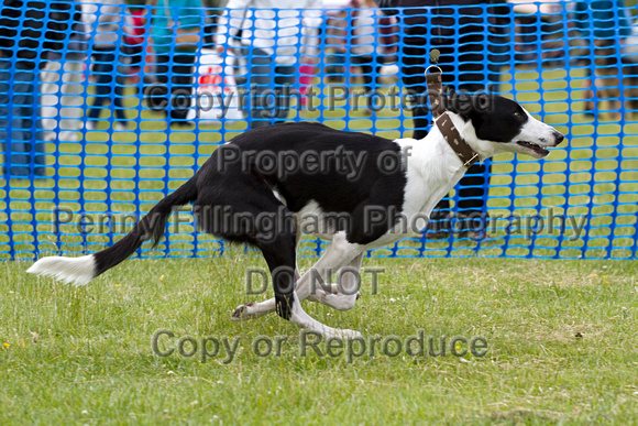 Dogs_Unleashed_Sat_Have_a_Go_22nd_June_2013_.0253