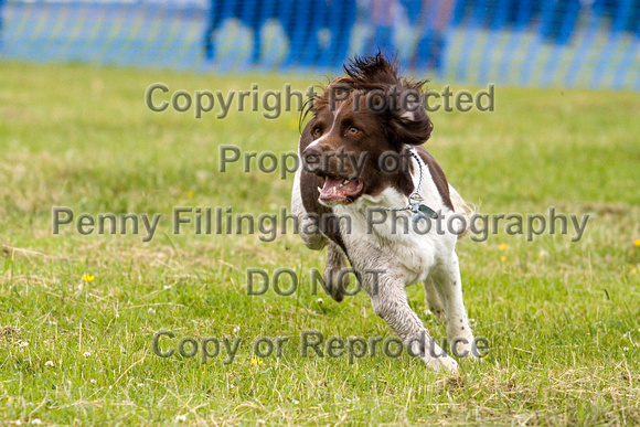 Dogs_Unleashed_Sat_Have_a_Go_22nd_June_2013_.0009