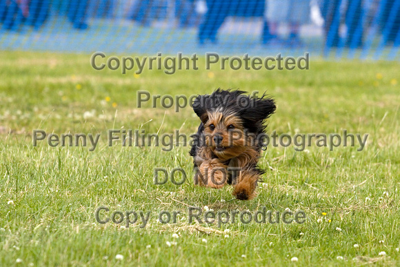 Dogs_Unleashed_Sat_Have_a_Go_22nd_June_2013_.0245
