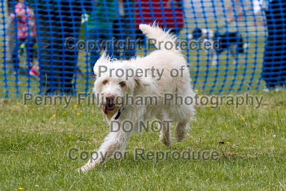 Dogs_Unleashed_Sat_Have_a_Go_22nd_June_2013_.0186
