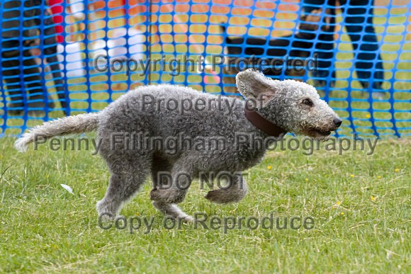 Dogs_Unleashed_Sat_Have_a_Go_22nd_June_2013_.0088