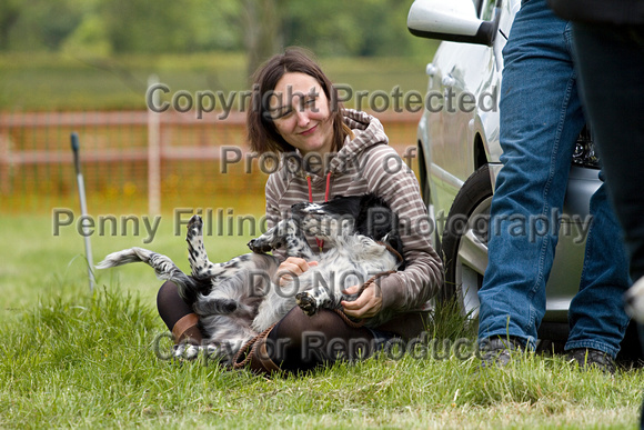 Cottesmore_Open_Day_Terriers_8th_June_2013_.011