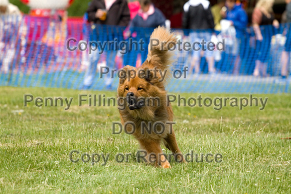 Dogs_Unleashed_Sat_Have_a_Go_22nd_June_2013_.0617