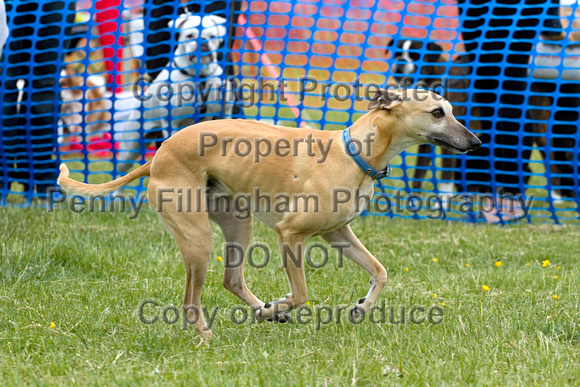 Dogs_Unleashed_Sat_Have_a_Go_22nd_June_2013_.0685