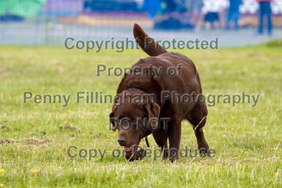 Dogs_Unleashed_Sat_Have_a_Go_22nd_June_2013_.0760