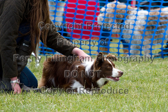 Dogs_Unleashed_Sat_Have_a_Go_22nd_June_2013_.0865