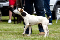 Cottesmore_Open_Day_Terriers_8th_June_2013_.008
