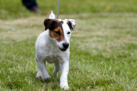 Cottesmore_Open_Day_Terriers_8th_June_2013_.003