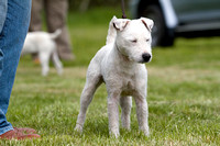 Cottesmore_Open_Day_Terriers_8th_June_2013_.012