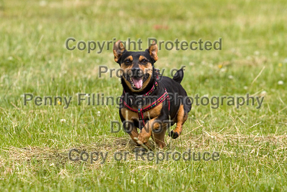 Dogs_Unleashed_Sat_Have_a_Go_22nd_June_2013_.0128