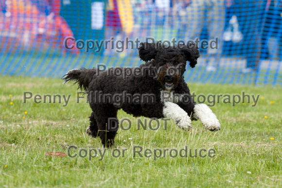 Dogs_Unleashed_Sat_Have_a_Go_22nd_June_2013_.0173