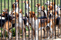 Quorn_Kennels_July_2020_005