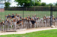 Quorn_Kennels_July_2020_002