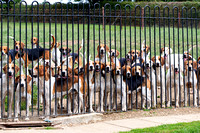 Quorn_Kennels_July_2020_003