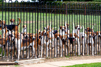 Quorn_Kennels_July_2020_004