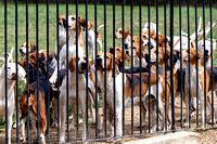 Quorn_Kennels_July_2020_006