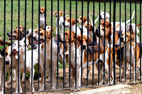 Quorn_Kennels_July_2020_007