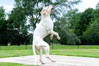Quorn_Kennels_July_2020_008