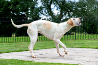 Quorn_Kennels_July_2020_009