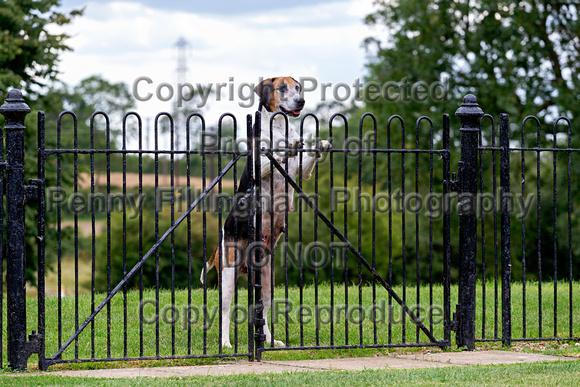 Quorn_Kennels_July_2020_010