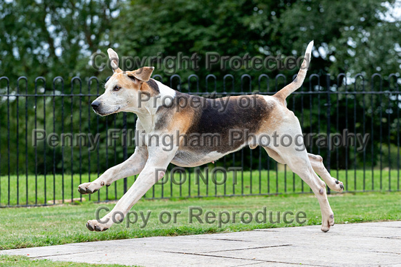 Quorn_Kennels_July_2020_013