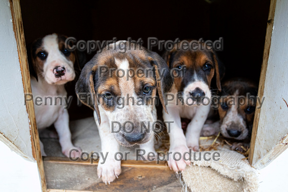Quorn_Kennels_July_2020_046
