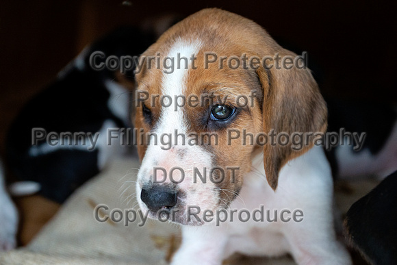 Quorn_Kennels_July_2020_051