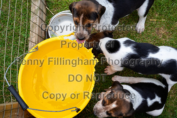 Quorn_Kennels_July_2020_064