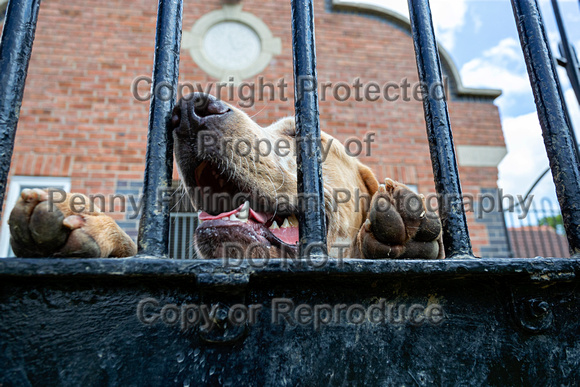 Quorn_Kennels_July_2020_100