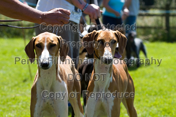 South_Wingfield_Lurcher_Show_7th_July_2013.193