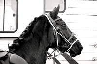 Midlands_Riding_Club_Kniveton_17th_Nov_2024_006