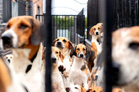 Quorn_Hound_Exercise_Kennels_24th_Aug_2024_003